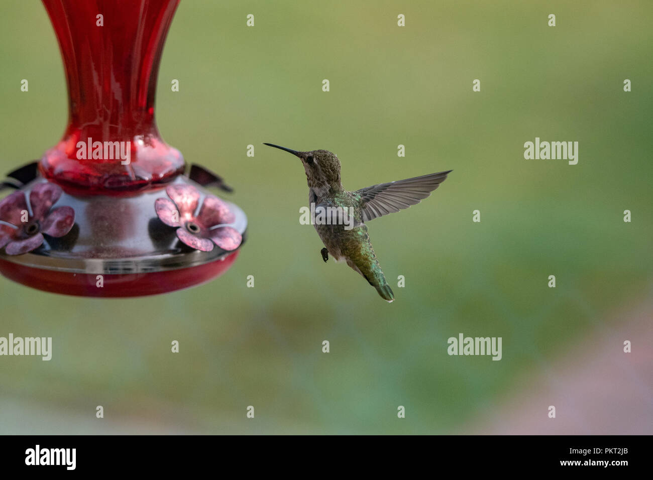 Un colibri à gorge rubis femelle oscillant autour de la mangeoire. Banque D'Images