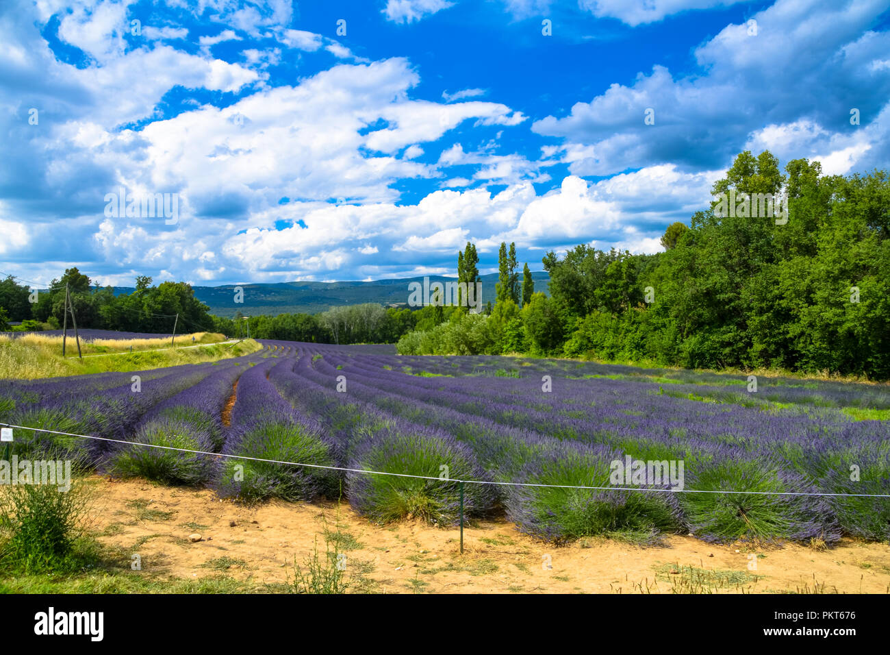 Champs de lavande en fleurs près du village médiéval de Gordes dans le Luberon en Provence, France Banque D'Images