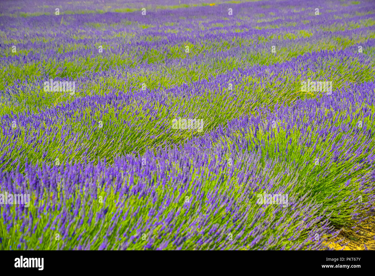 Champs de lavande en fleurs près du village médiéval de Gordes dans le Luberon en Provence, France Banque D'Images