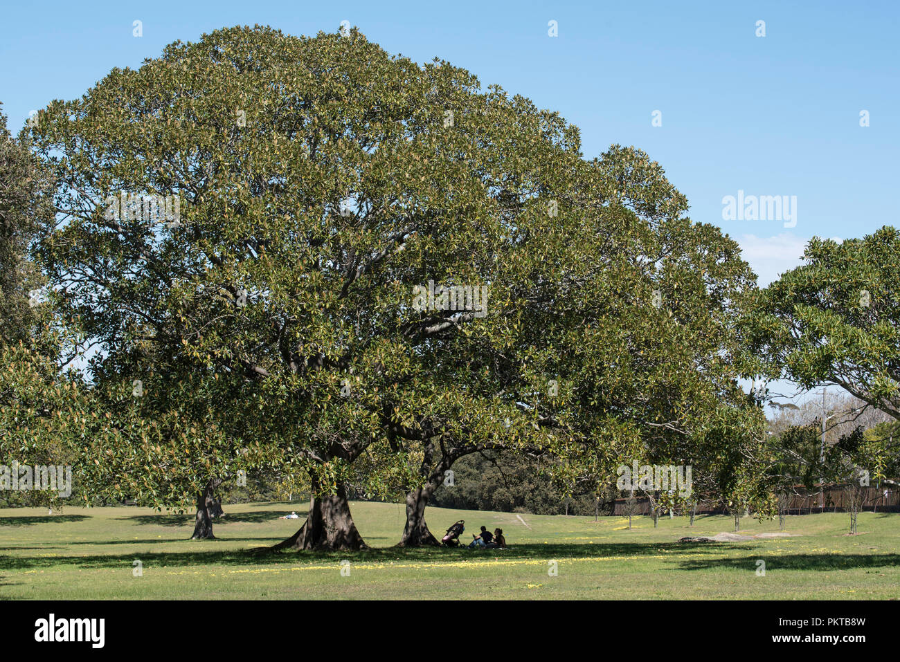 Sydney, Australie 15th septembre 2018. Le mercure devrait atteindre 31 degrés Celsius aujourd'hui, mais ces gens profitent de l'ombre fraîche sous cette magnifique Fig mature de Port Jackson dans le parc Centennial. Crédit photo Stephen Dwyer / Alamy News Banque D'Images