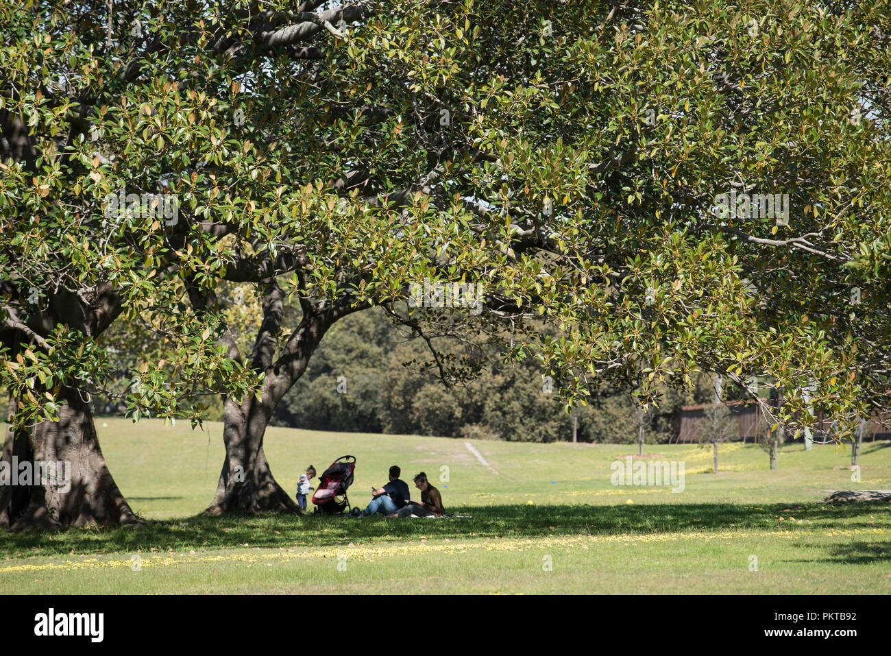 Sydney, Australie 15th septembre 2018. Le mercure devrait atteindre 31 degrés Celsius aujourd'hui, mais ces gens profitent de l'ombre fraîche sous cette magnifique Fig mature de Port Jackson dans le parc Centennial. Crédit photo Stephen Dwyer / Alamy News Banque D'Images
