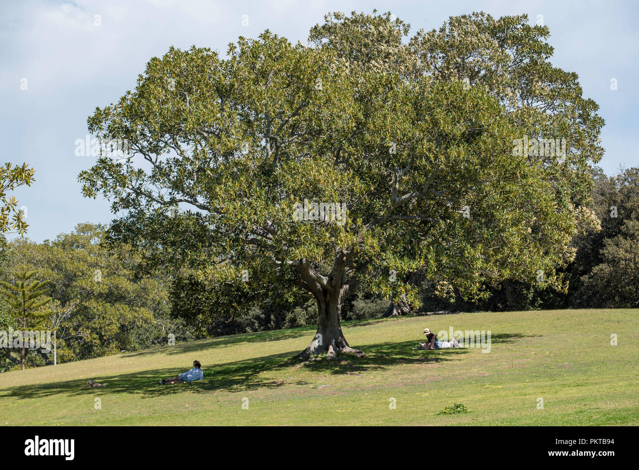 Sydney, Australie 15th septembre 2018. Le mercure devrait atteindre 31 degrés Celsius aujourd'hui, mais ces gens profitent de l'ombre fraîche sous cette magnifique Fig mature de Port Jackson dans le parc Centennial. Crédit photo Stephen Dwyer / Alamy News Banque D'Images