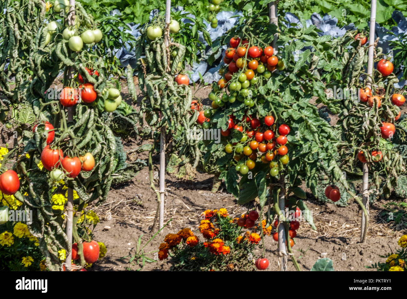 Tomates, Marigolds, jardin de légumes jardin de plantes de tomates Banque D'Images