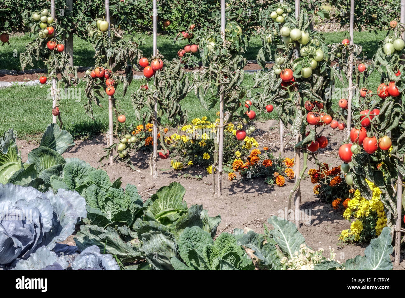 Tomates, Marigolds, culture de la plante de tomate sur la vigne tomates potager culture dans les légumes du jardin août mixte Solanum lycopersicum maturation Banque D'Images