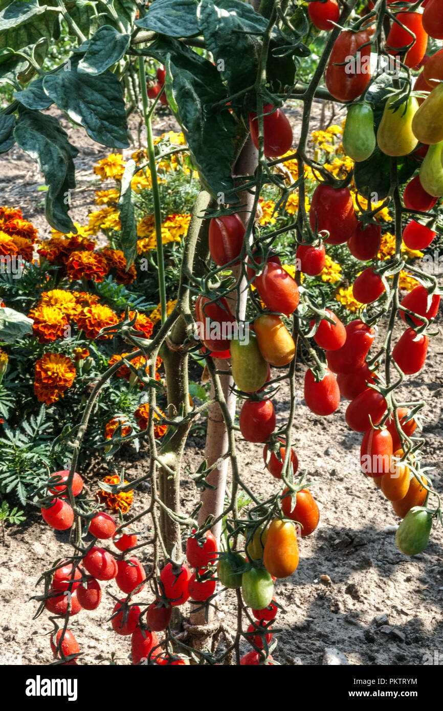 Tomates rouges sur la vigne, marigold français et tomates, plante de tomates de jardin d'allotement Banque D'Images