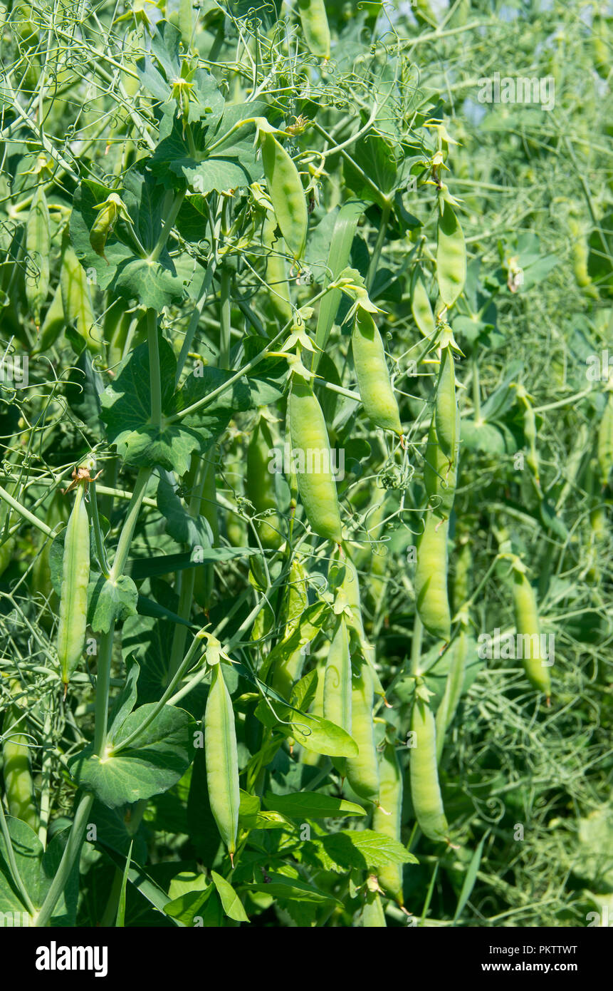 Pois légumes Plantes Banque D'Images