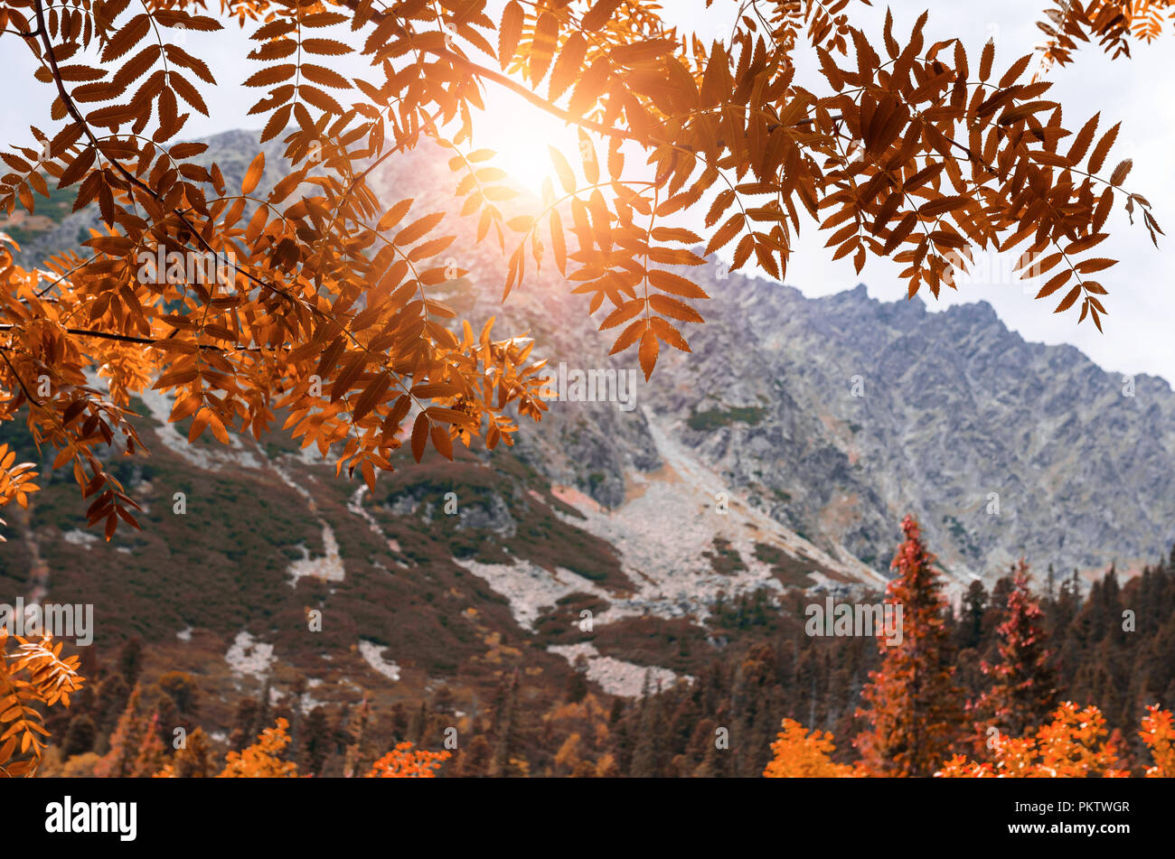 Vue sur les montagnes à travers le feuillage de l'automne. Banque D'Images