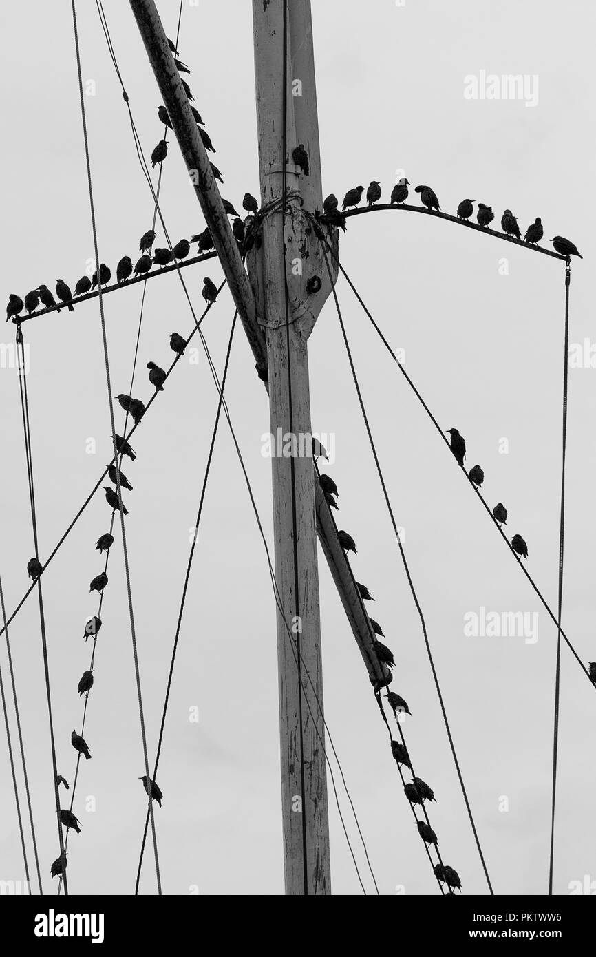 Les étourneaux se percher sur le gréement (Sturnus vulgaris) d'un mât statique à Rye UK. L'image est gris noir et blanc semi uncropped silhouette. Banque D'Images