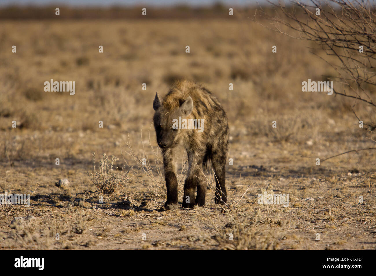 La Hyène dans etosha national park Banque D'Images