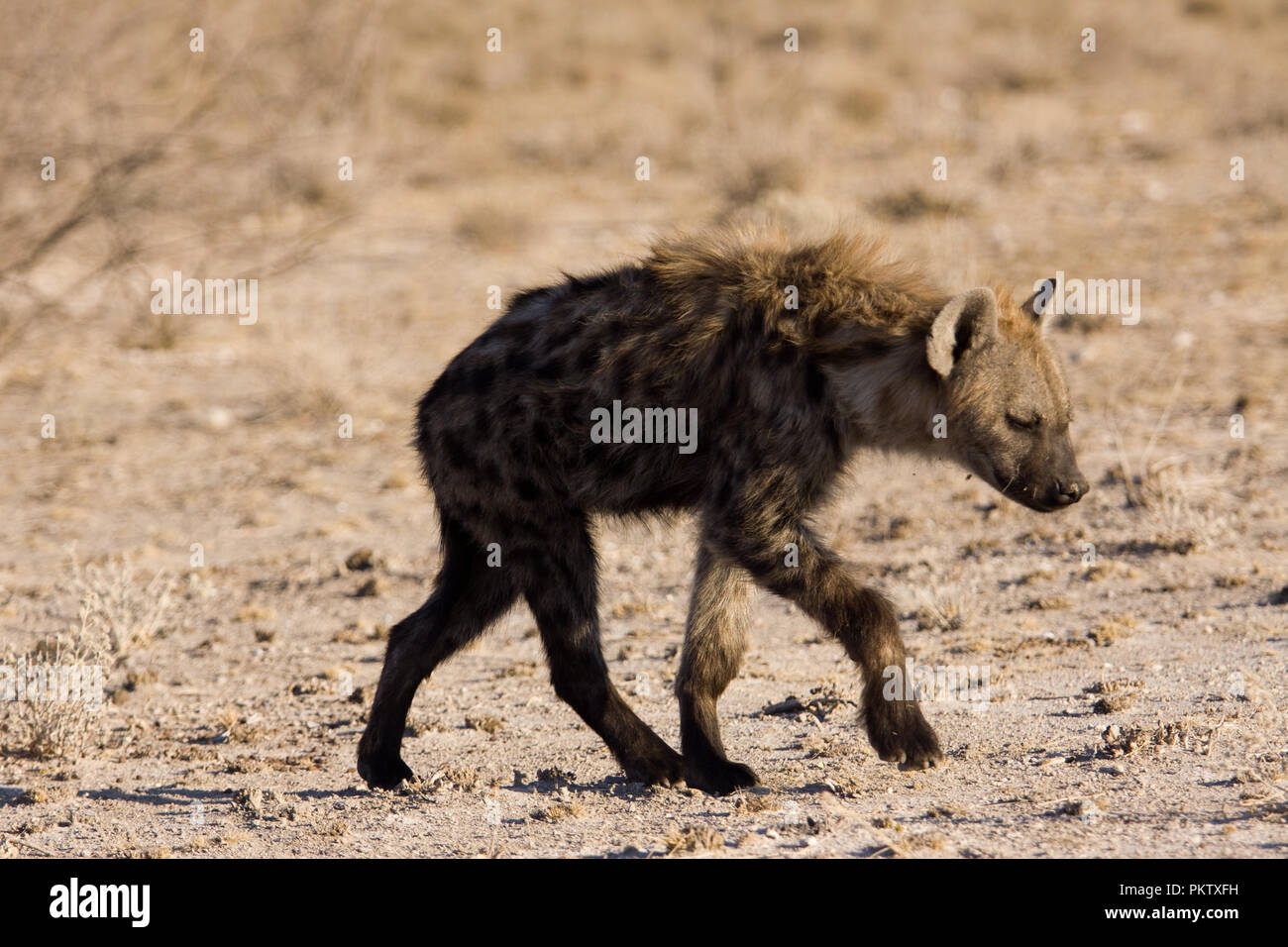 La Hyène dans etosha national park Banque D'Images
