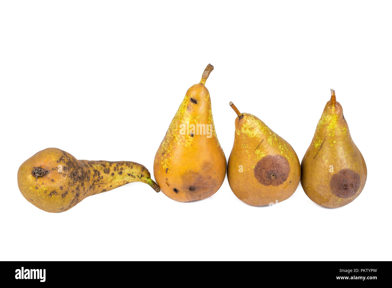 Poires ver quatre larves de la mouche du bleuet Eating Apple endommagée sur fond blanc Banque D'Images