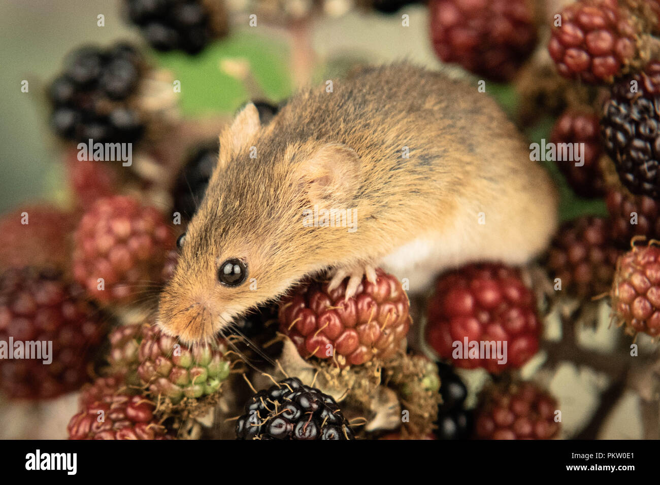 Portrait de la souris la récolte d'automne Banque D'Images