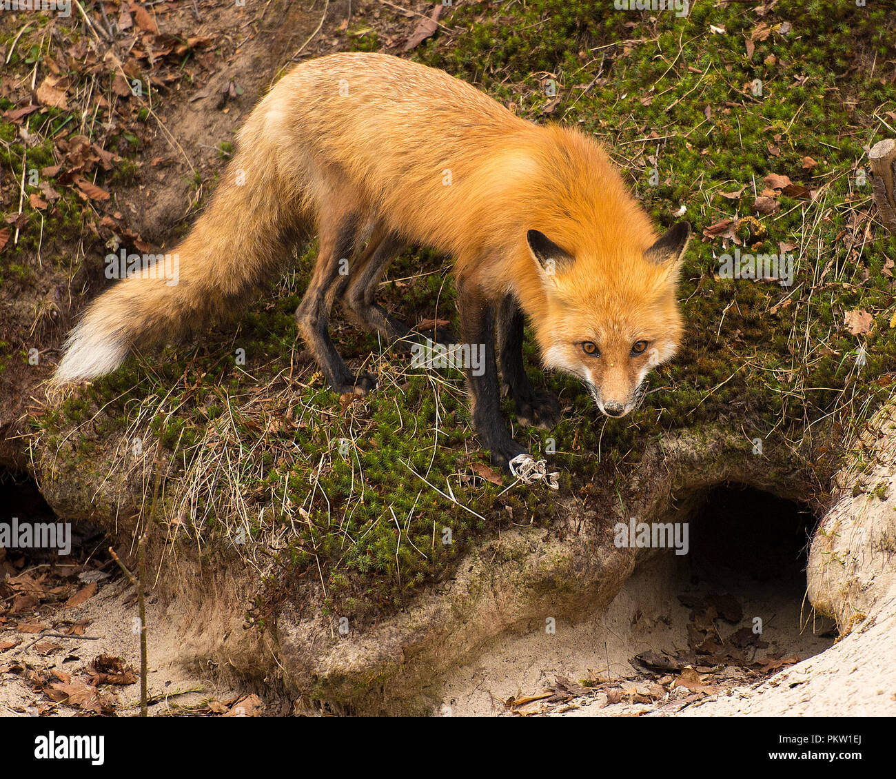 Trou de renard Banque de photographies et d’images à haute résolution Alamy