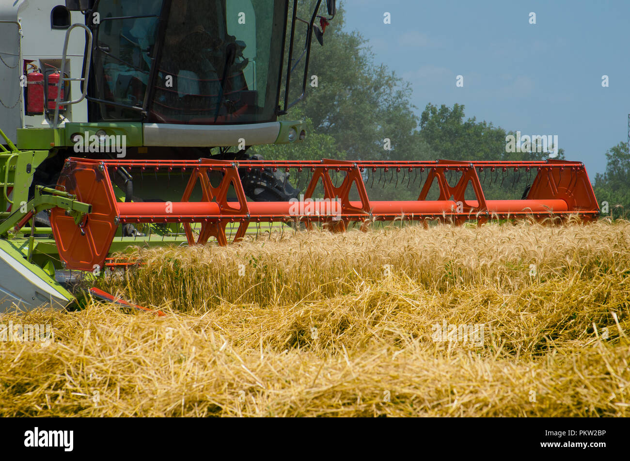 Moissonneuse-batteuse, la récolte des cultures de blé mûrs machine agricoles cultivées au champ. Banque D'Images