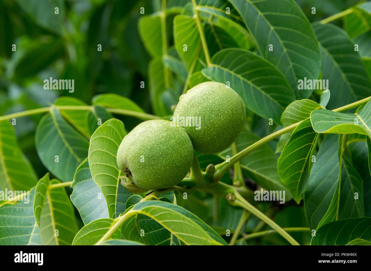Les noix dans l'arbre. Banque D'Images