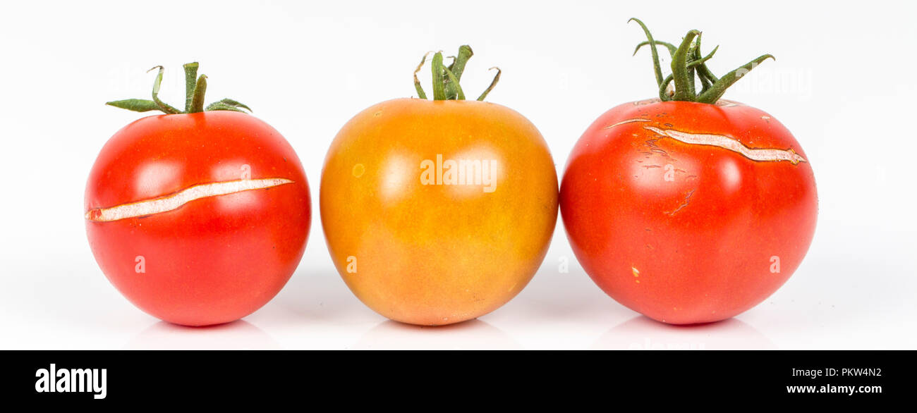 3 tomates, fissurées à cause de la pluie après la sécheresse, problème de jardinage. Sur fond blanc. Place d'écrire Banque D'Images