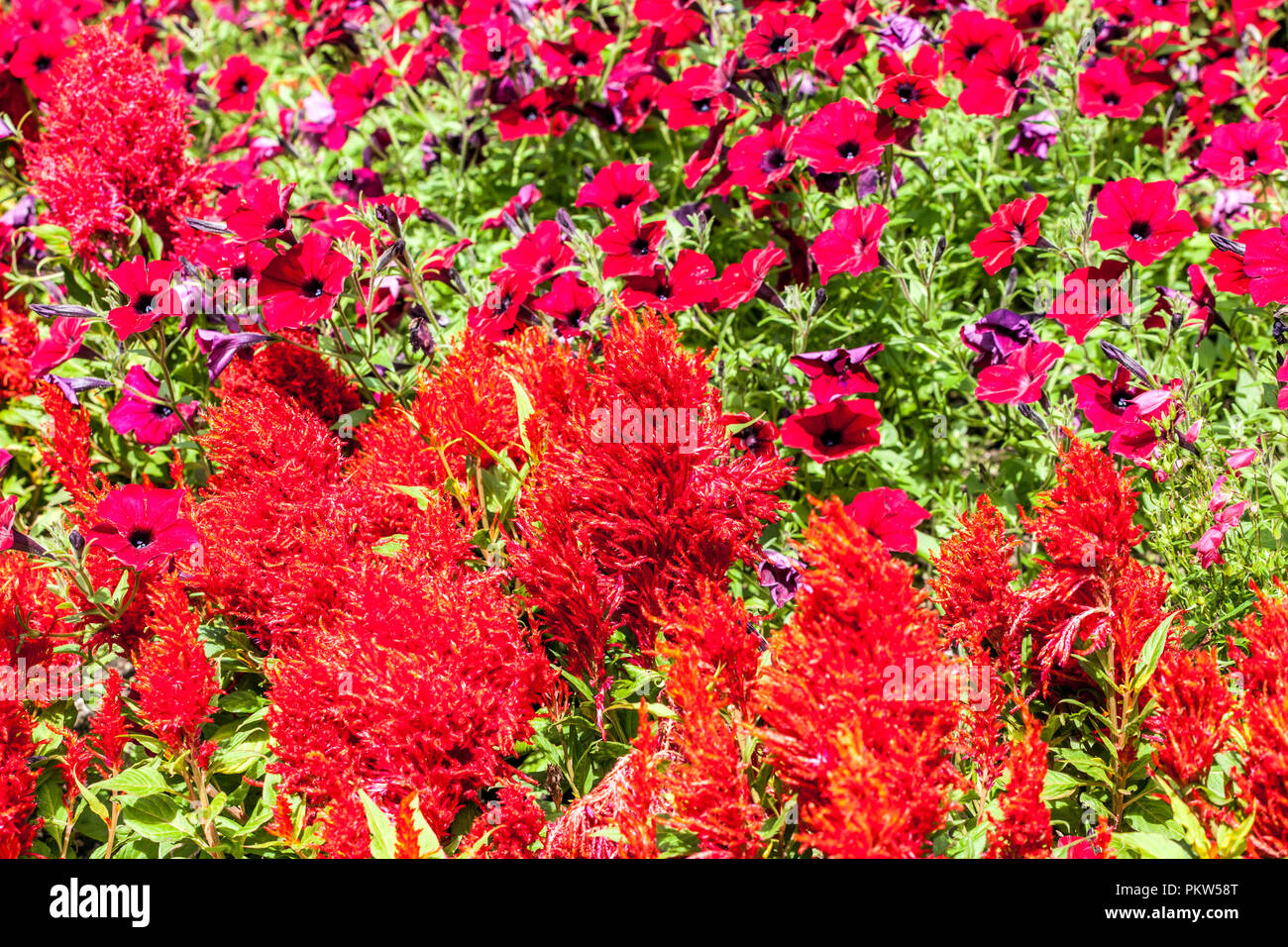 Une combinaison de couleurs d'une fleur d'été lit dans un chalet jardin, Célosie rouge, Petunia Banque D'Images