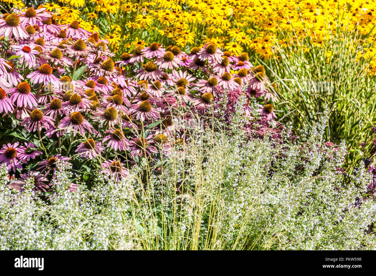 Une combinaison d'un lit de fleurs d'été dans un chalet jardin coloré, l'échinacée, Rudbeckia, herbe d'ornement Banque D'Images