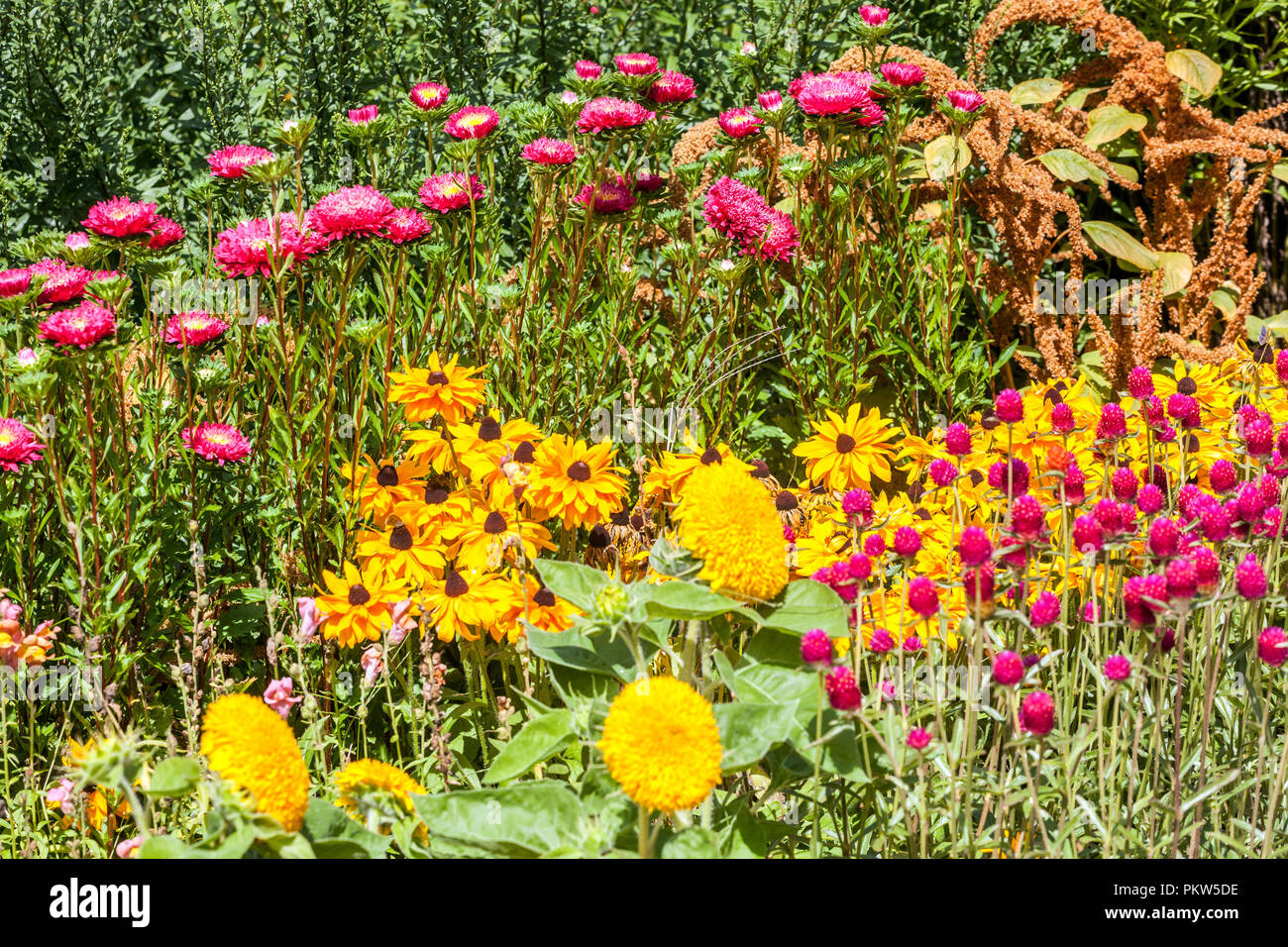 Combinaison de floraison aster Banque de photographies et d'images à haute  résolution - Alamy