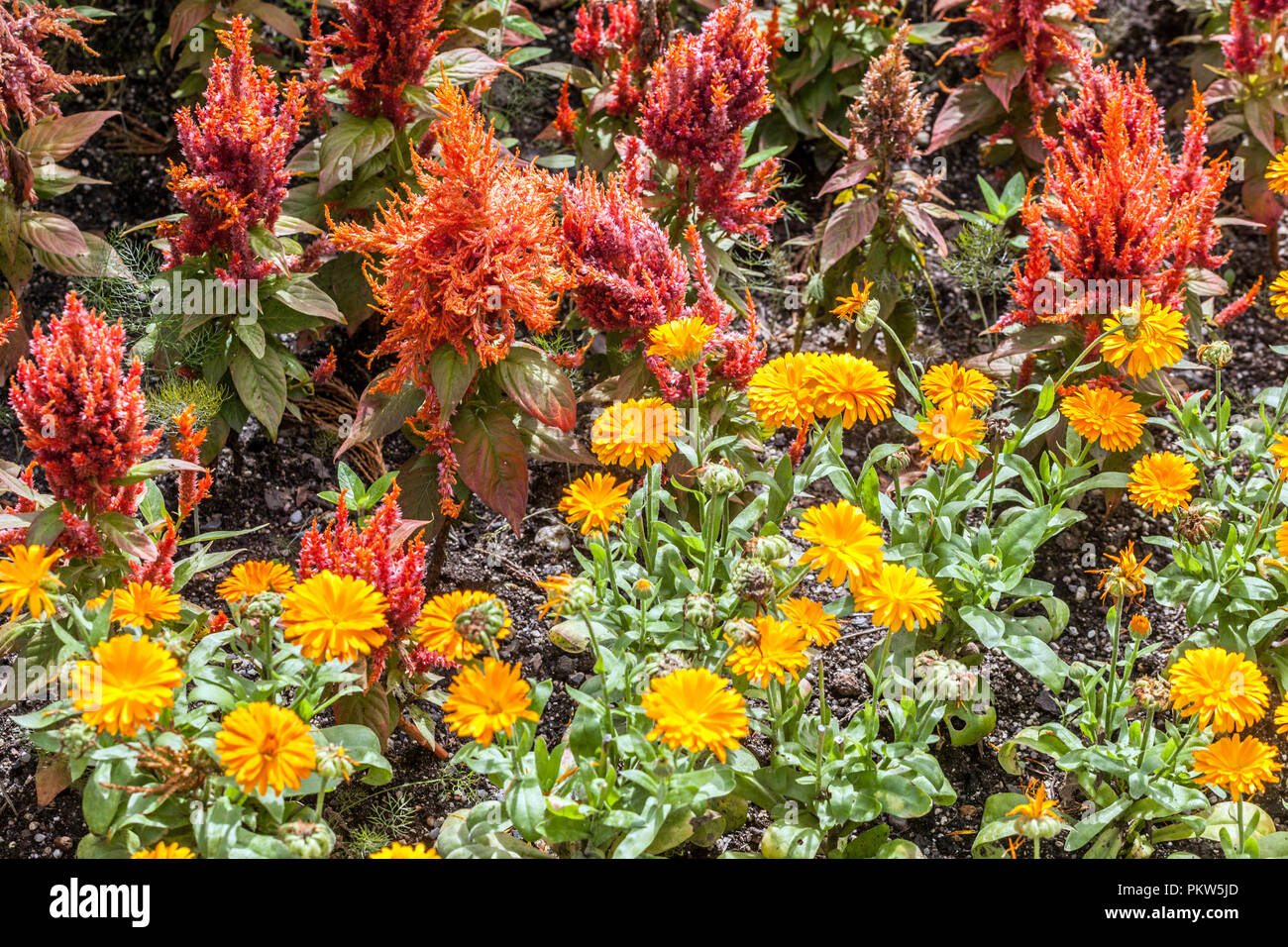 Une combinaison de couleurs d'une fleur d'été lit dans un chalet jardin, Orange Celosia Banque D'Images
