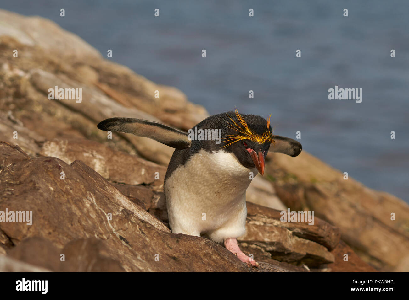 Macaroni Penguin (Eudyptes chrysolophus) sur une falaise menant à la mer sur l'Île Saunders sur les îles Falkland. Banque D'Images