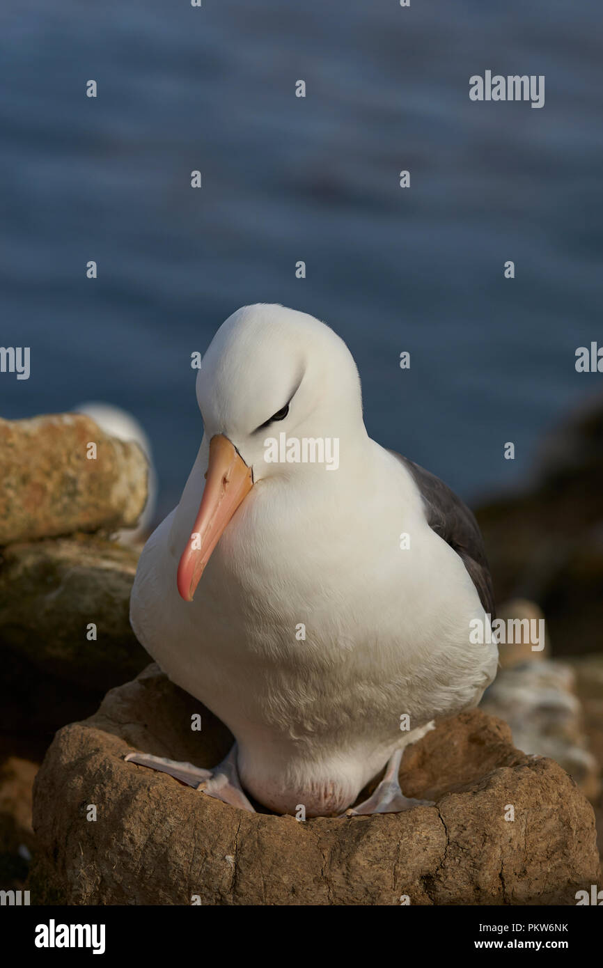 Albatros à sourcils noirs (Thalassarche melanophrys) avec des œufs sur les falaises de l'Île Saunders dans les îles Falkland. Banque D'Images