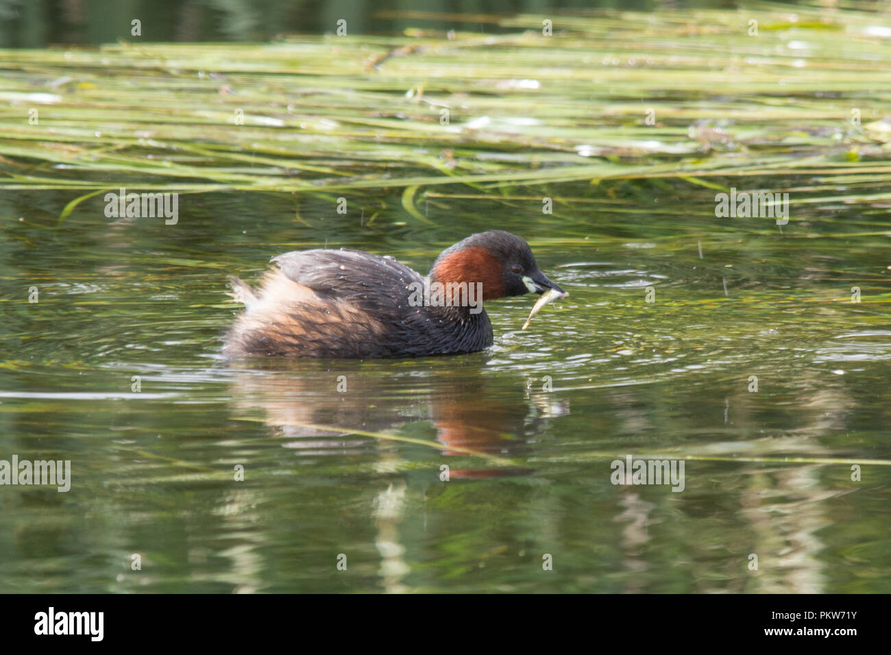 Grèbe, également connu sous le nom de dabchick (Tachybaptus ruficollis) juste après la capture d'un poisson nageant dans la rivière Banque D'Images