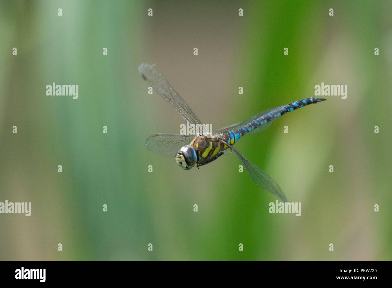 Hawker migrants dragonfly (Aeshna mixta) en vol au dessus de la rivière Test, UK Banque D'Images