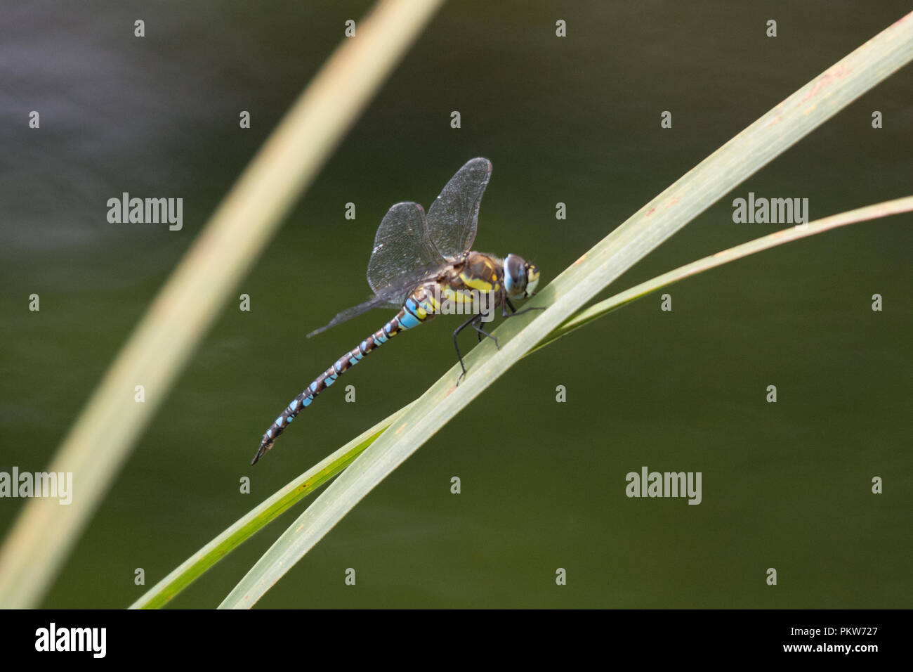 Hawker migrants dragonfly (Aeshna mixta) perchés sur des roseaux au bord de la rivière Banque D'Images