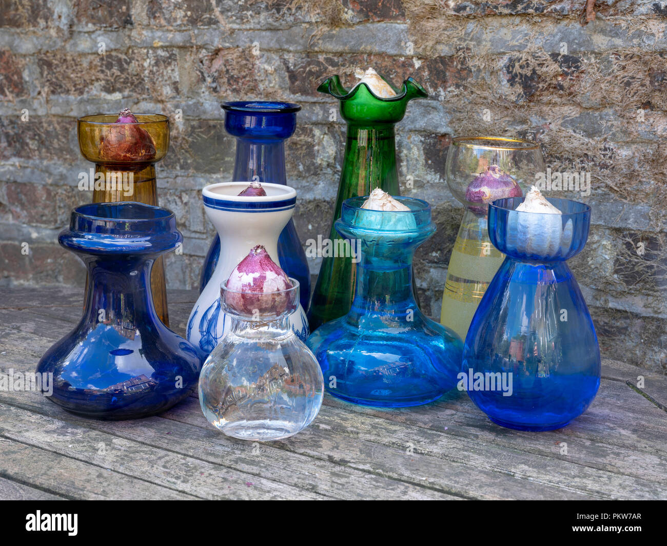 Bulbes de Jacinthe dans une sélection de 19e et 20e siècle jacinthe antique vases, également connu sous le nom de pots de jacinthes, préparé pour forcer pour Noël Banque D'Images