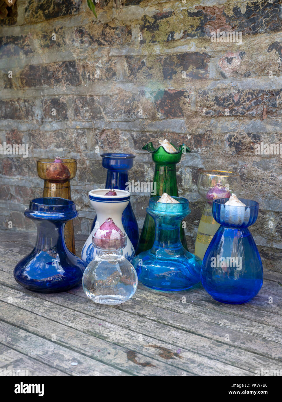 Bulbes de Jacinthe dans une sélection de 19e et 20e siècle jacinthe antique vases, également connu sous le nom de pots de jacinthes, préparé pour forcer pour Noël Banque D'Images