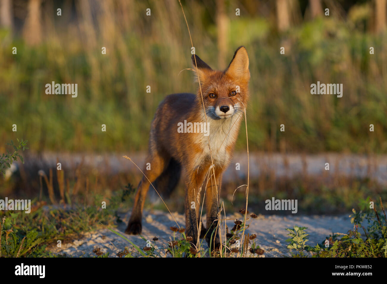 Un mignon, jeune, Fiery, red fox cub est éclairée par le soleil du soir, dans le contexte de l'herbe. Il regarde la caméra. Lumière du soir. L'un. Champ de maïs. Banque D'Images