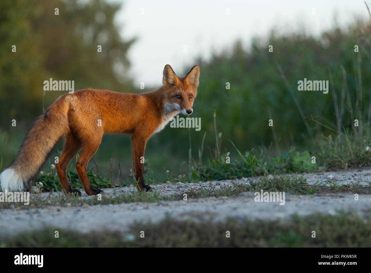 Un mignon, jeune, Fiery, red fox cub est éclairée par le soleil du soir, dans le contexte de l'herbe. Il regarde la caméra. Lumière du soir. L'un. Champ de maïs. Banque D'Images