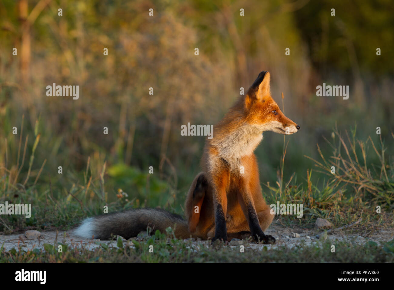 Un mignon, jeune, Fiery, red fox cub est assis, éclairé par le soleil du soir, dans le contexte de l'herbe. Regardez sur le côté. Lumière du soir. L'un. Paysage. Banque D'Images