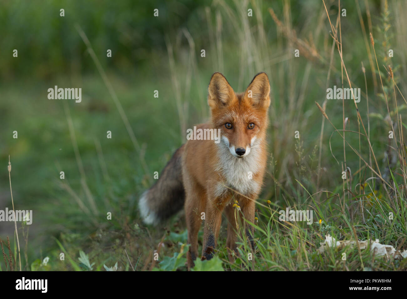 Un mignon, jeune, Fiery, red fox cub est éclairée par le soleil du soir, dans le contexte de l'herbe. Il regarde la caméra. Lumière du soir. L'un. Champ de maïs. Banque D'Images