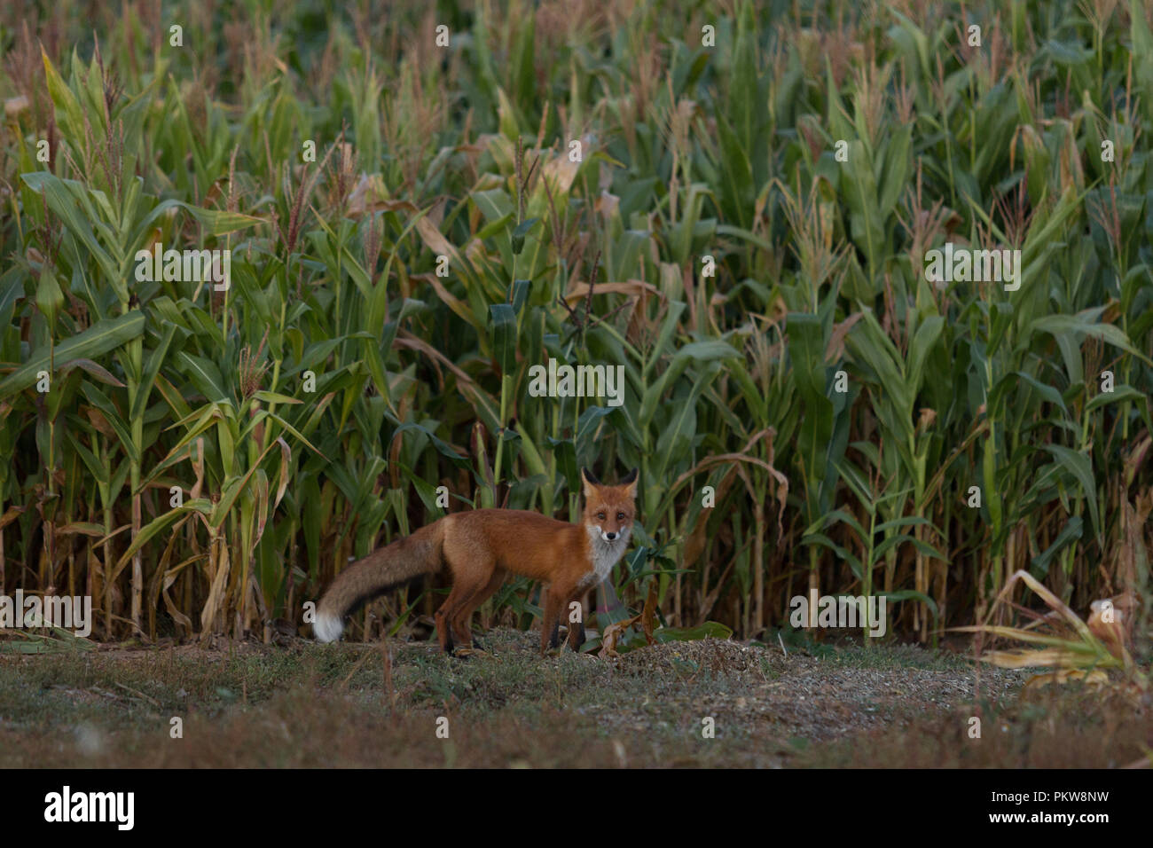 Un mignon, jeune, Fiery, red fox cub est éclairée par le soleil du soir, dans le contexte de l'herbe. Il regarde la caméra. Lumière du soir. L'un. Paysage Banque D'Images