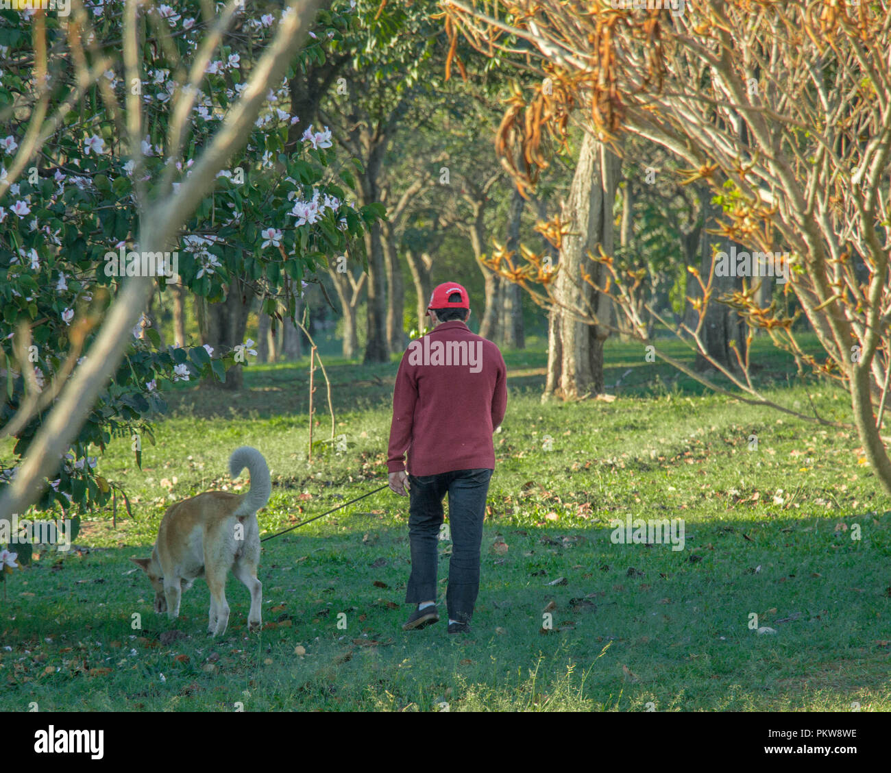 Senior citizen en tenant son chien pour une promenade dans le parc en été. Banque D'Images