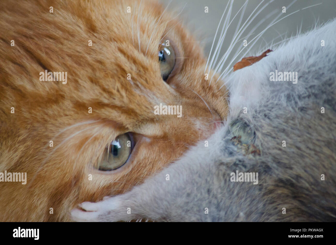 Un Chat Roux Detient Un Rat Gris Dans Ses Dents Close Up Portrait Photo Stock Alamy