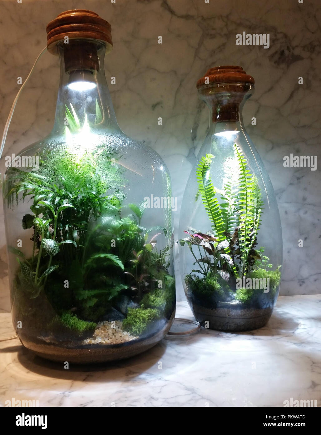 Jardin cultivé à l'intérieur de la bouteille. Banque D'Images