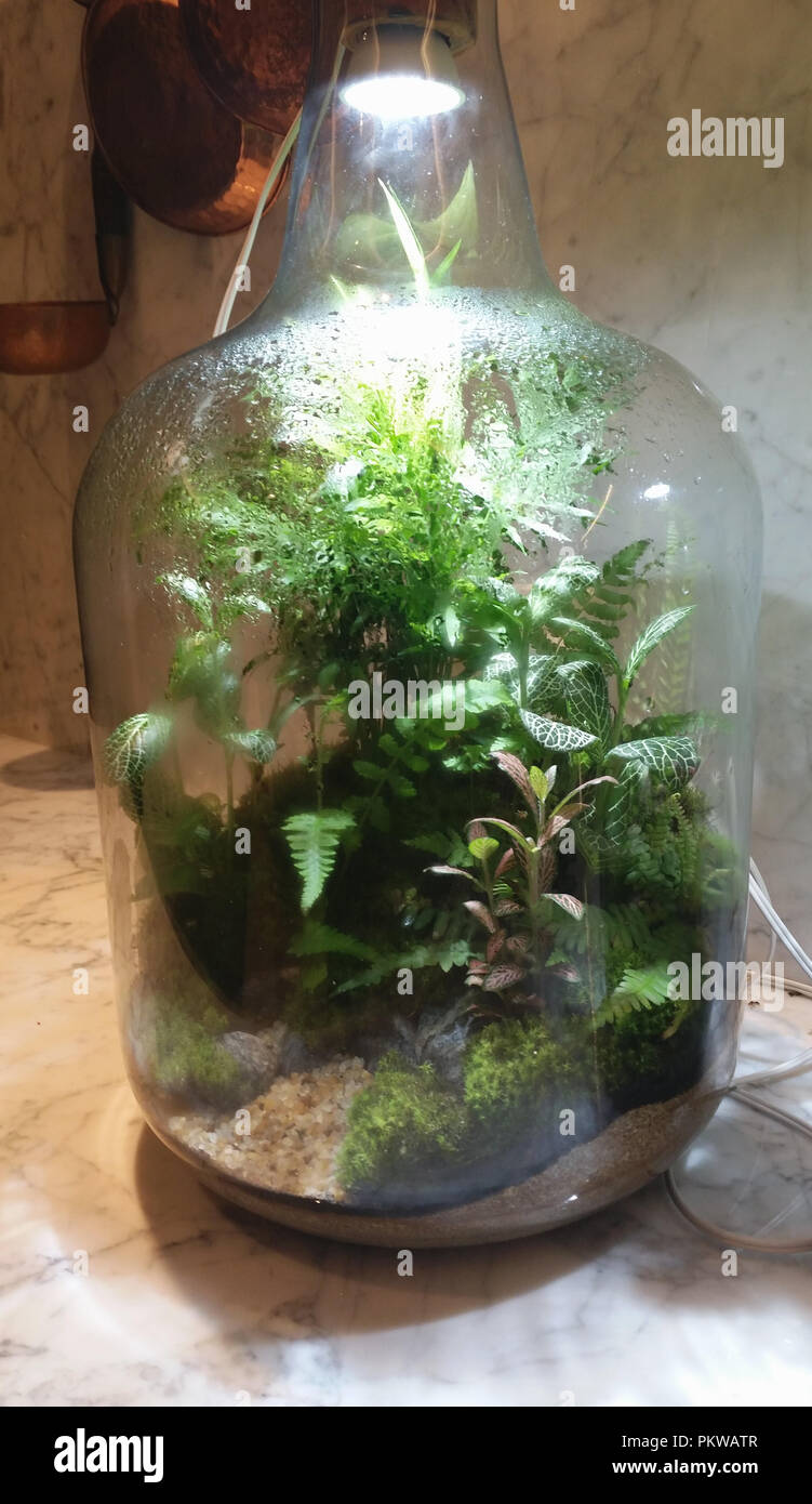 Jardin cultivé à l'intérieur de la bouteille. Banque D'Images