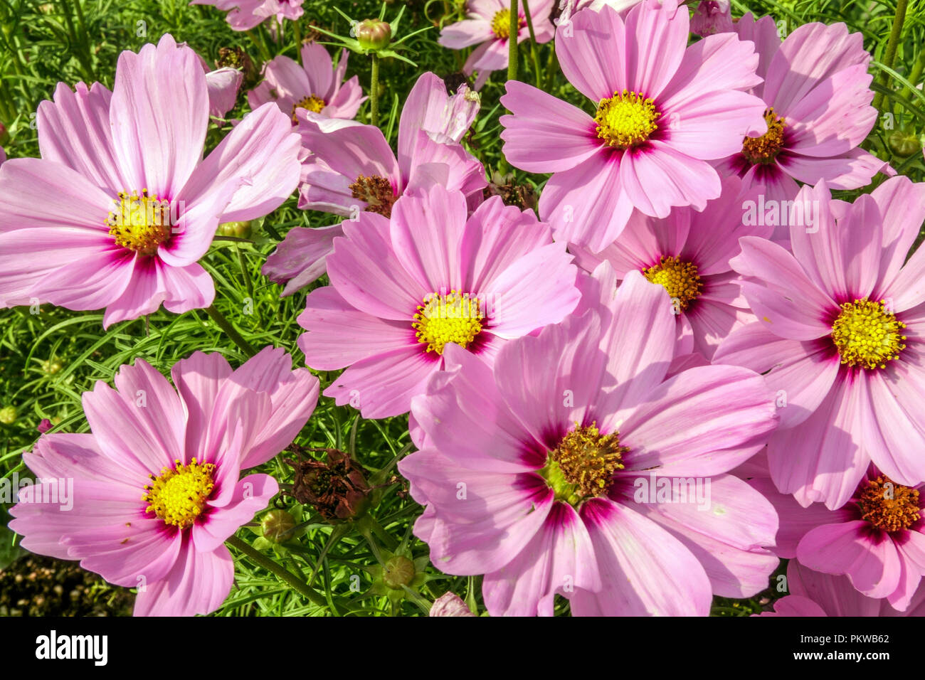 Rose Cosmos bipinnatus Flowers Rose mexicain aster belles fleurs de jardin annuals Cosmos Sonata fleurs roses jardin Cosmos Flower Bed fin d'été Banque D'Images