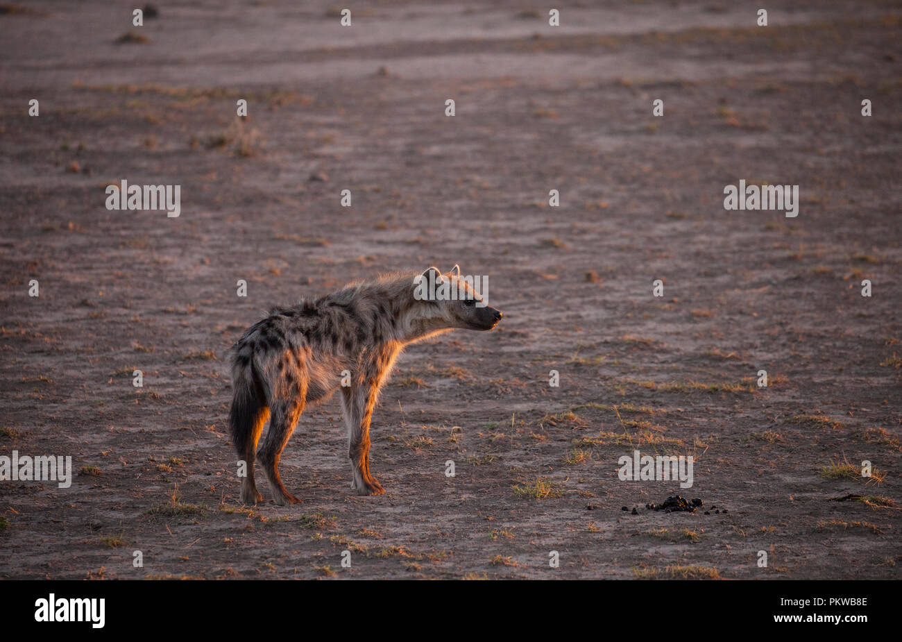 La Hyène tachetée (Crocuta crocuta) (rire) hyène Banque D'Images