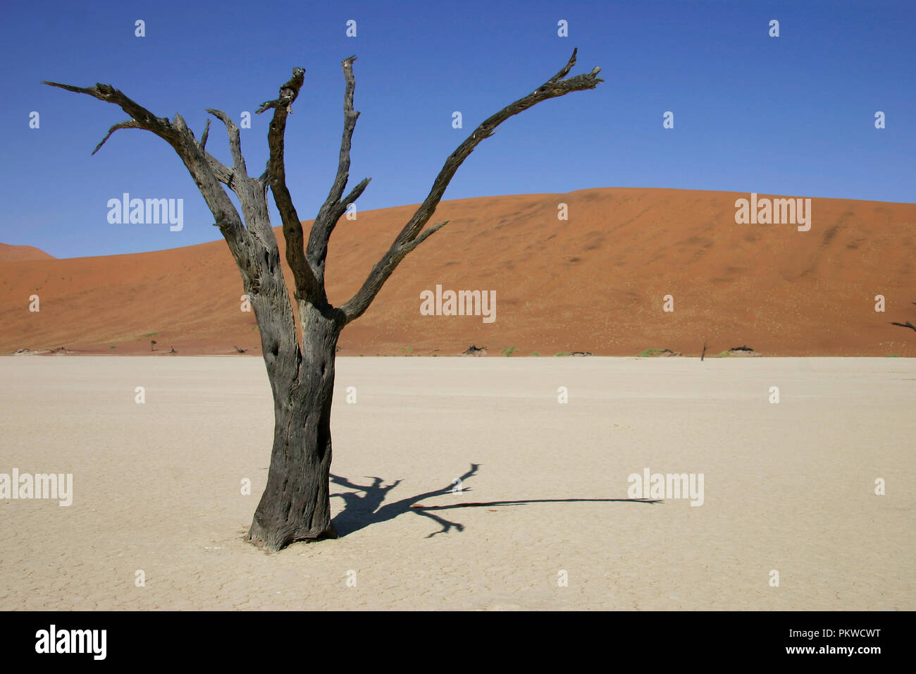 Vue sur le désert de Namib à Sossusvlei, un sel et de l'argile pan entouré de hautes dunes rouges, situé dans la partie sud du désert du Namib. Banque D'Images