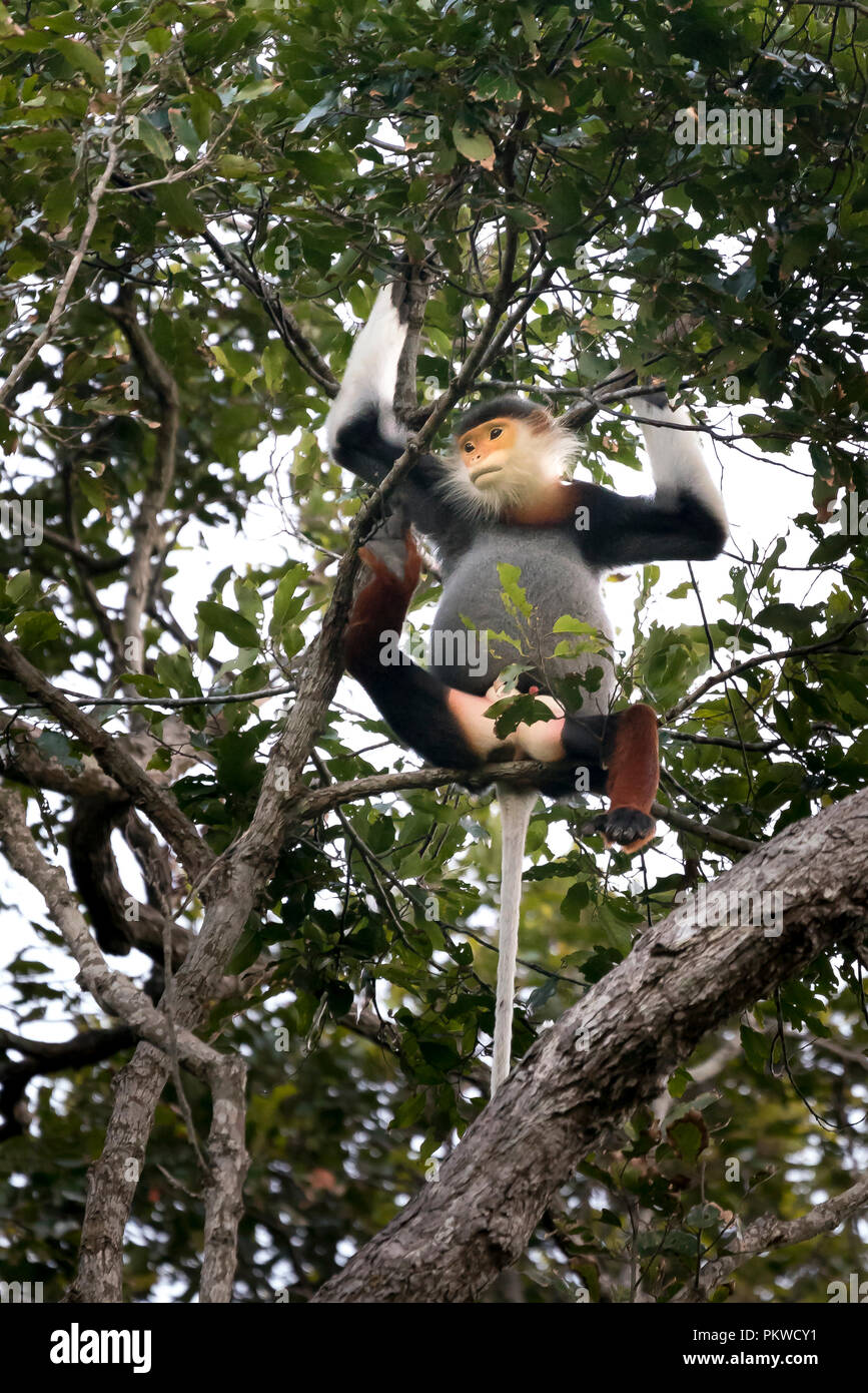 Red-shanked Douc Langur- sur la péninsule de son tra à Da nang, Vietnam Banque D'Images