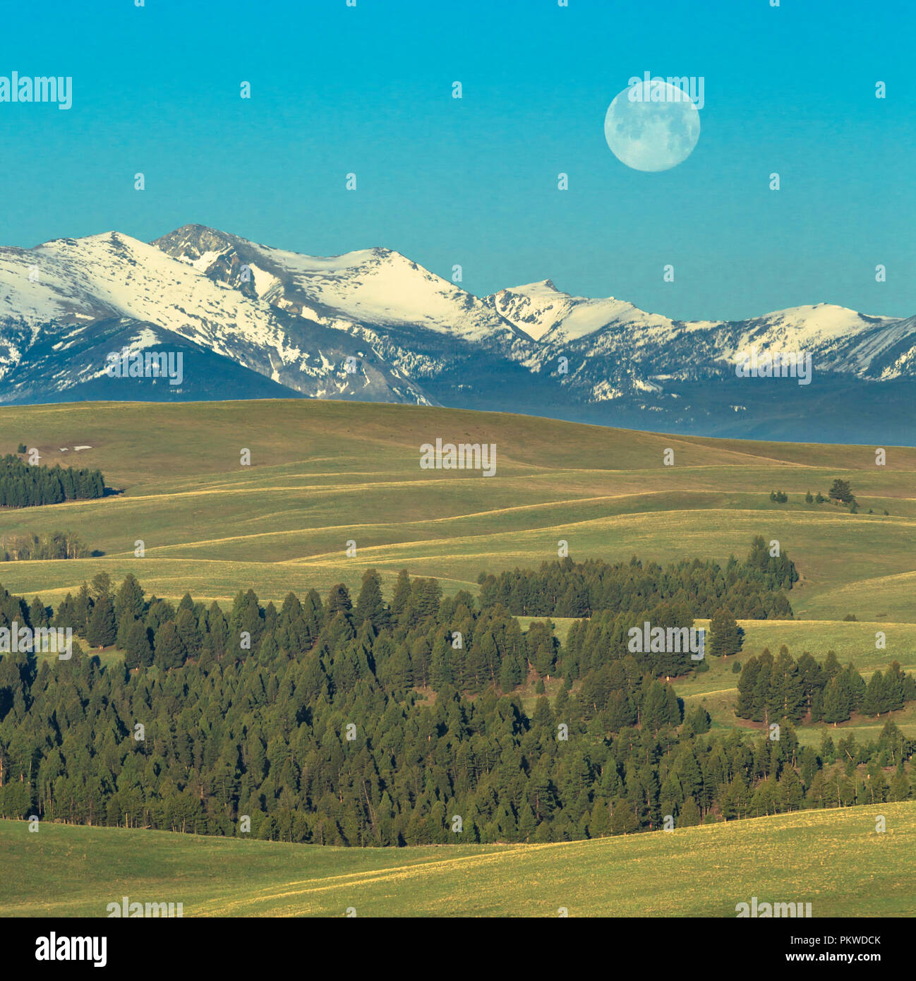 Bassin creek chien tacheté Banque de photographies et d’images à haute