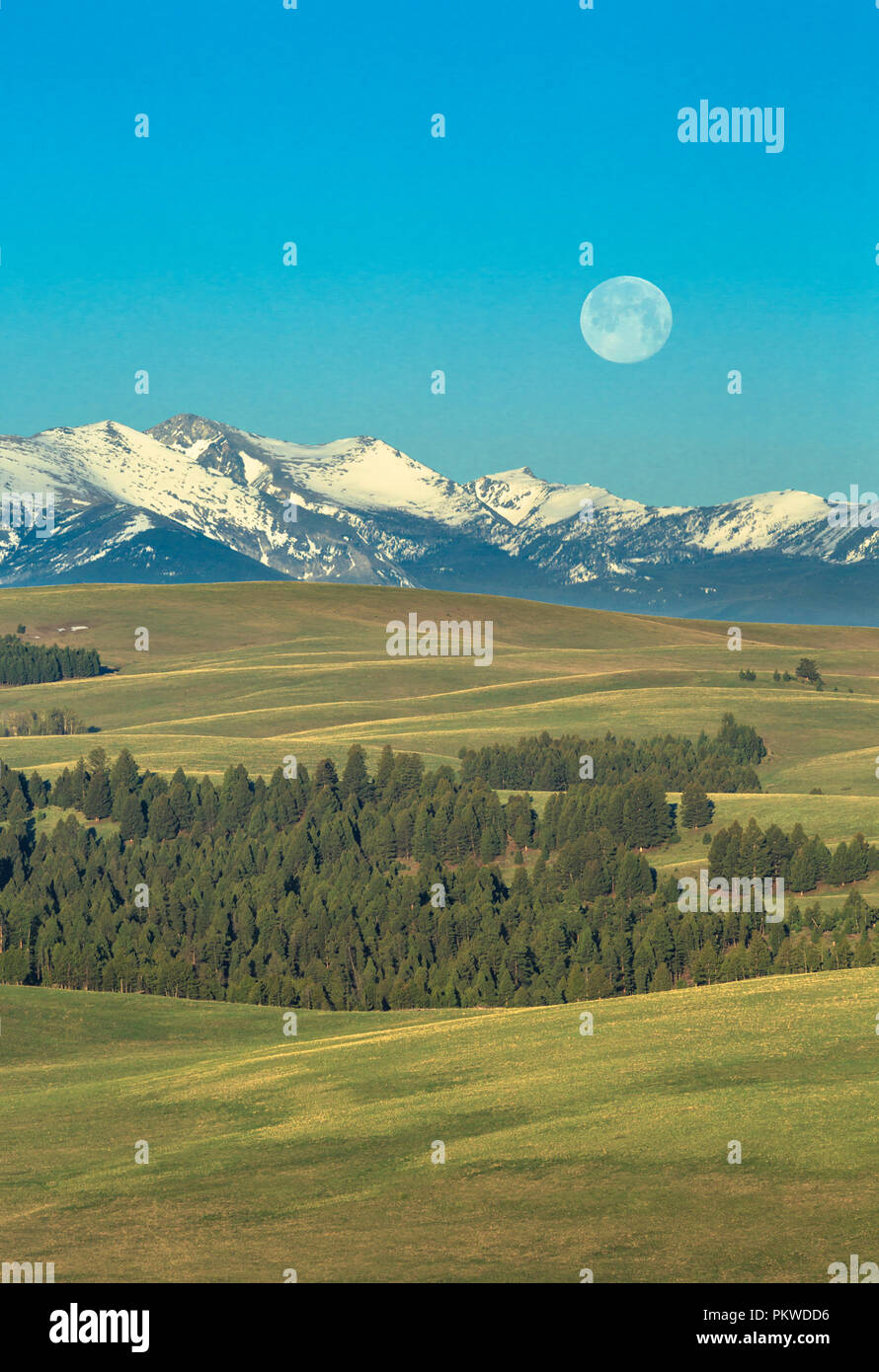 Bassin creek chien tacheté Banque de photographies et d’images à haute