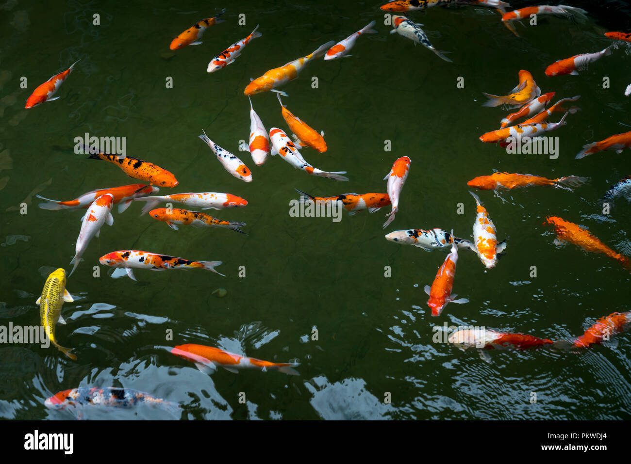 Koi de poissons nageant dans un étang dans le jardin Banque D'Images