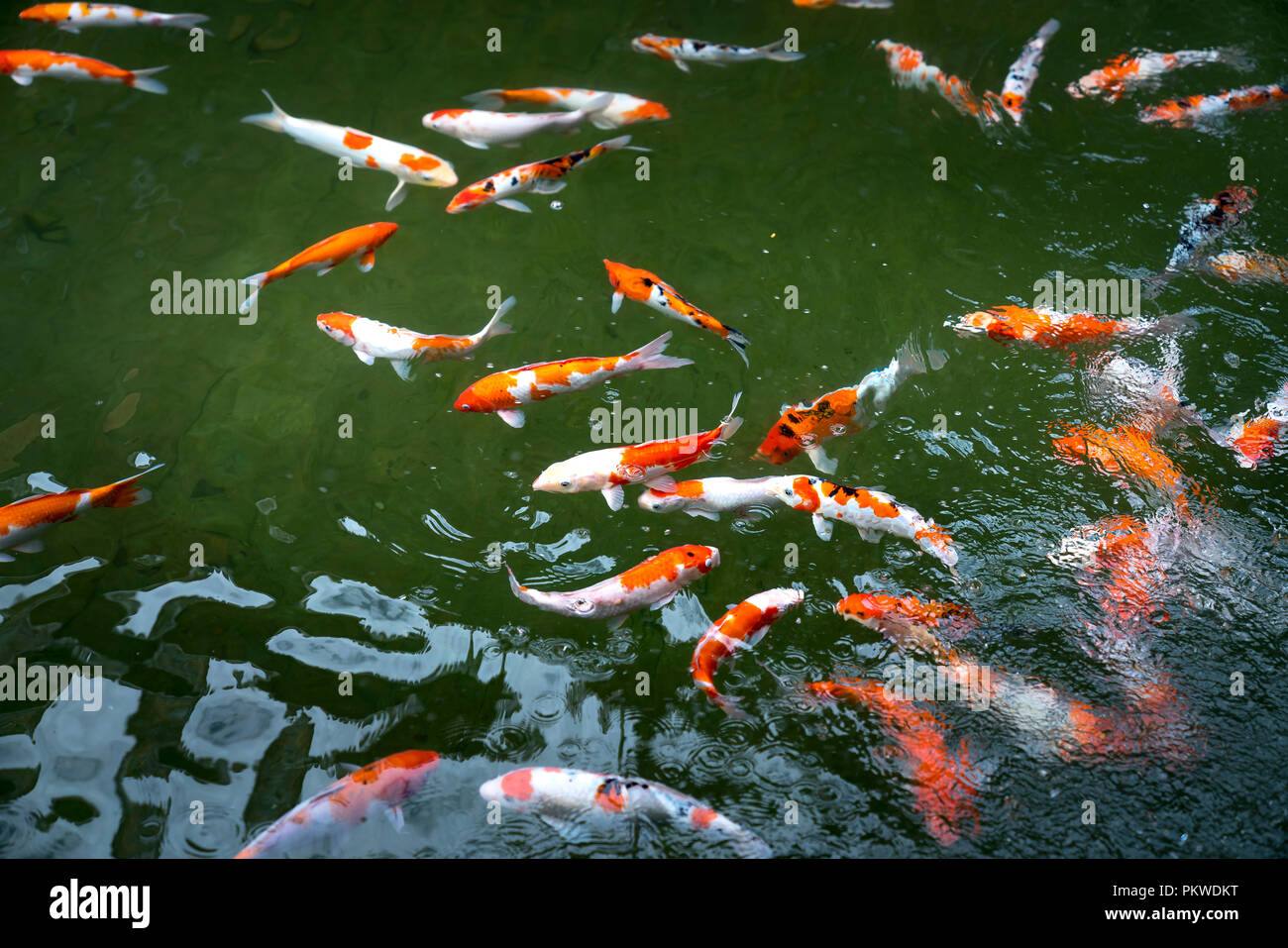 Koi de poissons nageant dans un étang dans le jardin Banque D'Images