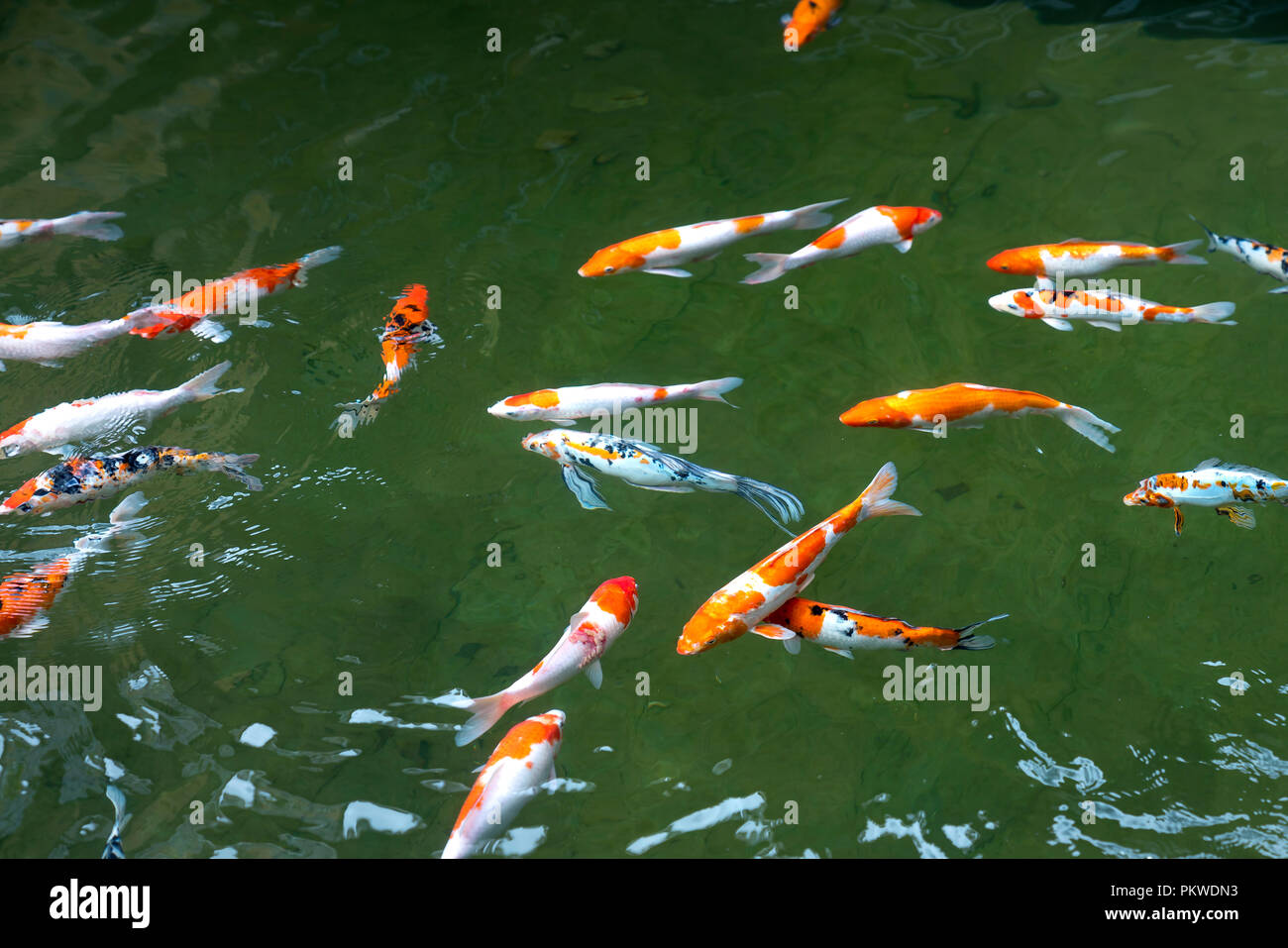Koi de poissons nageant dans un étang dans le jardin Banque D'Images