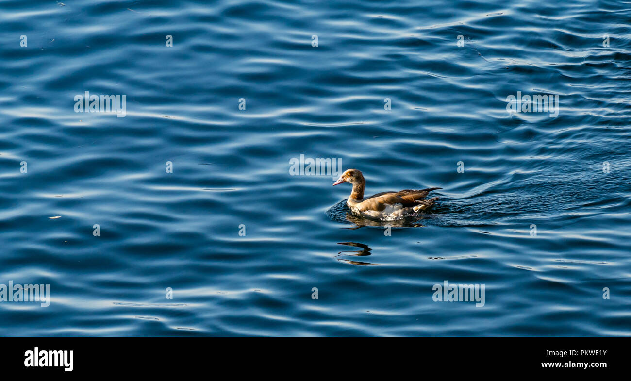 Egyptian goose colorés, Alopochen aegyptiaca, nager dans l'eau miroitante, Nil, Assouan, Egypte, Afrique du Sud Banque D'Images